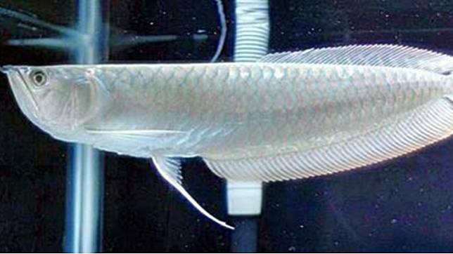Ikan arwana brazil silver